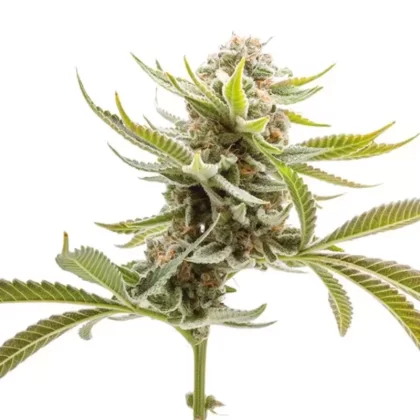 Grape Ape Autoflower Seeds - Amount#6>12>24