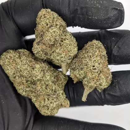 THCa Flower – Sherb Tang – CBD Hemp Direct
