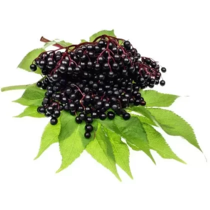 Vlierbes E-liquid