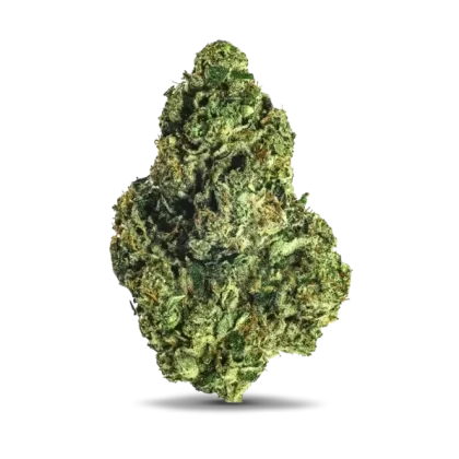 98K (Indica Dom. Hybrid)