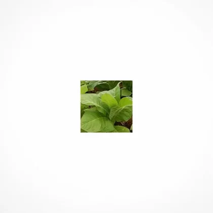 TFA Tob. Flavor Nota Floral Rosada - Fumotvapemexico