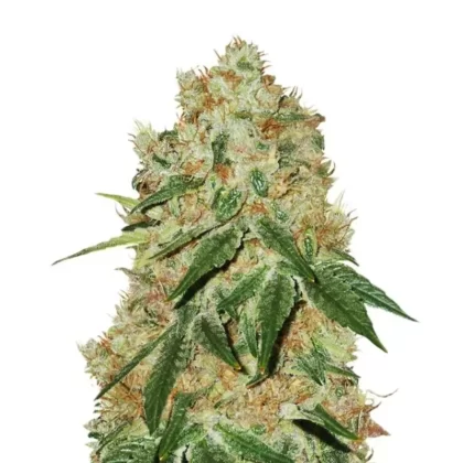 Grandaddy Banner Feminized Seeds - Amount#6>12>24