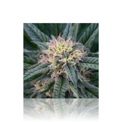Wall Art | lenticular 3D – Pink Lady | 16″ x 16″