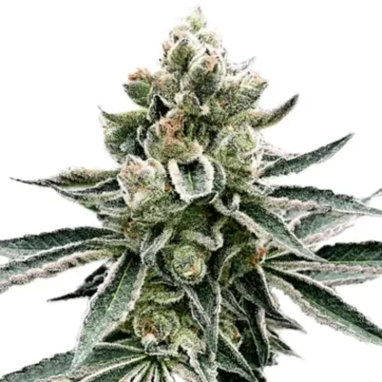 Moonshine Cookies Feminized Seeds - Amount#6>12>24