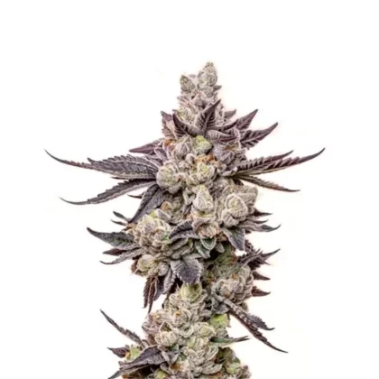 Wedding Cake Autoflower Seeds - Amount#6>12>24